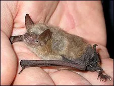  Autoridades italianas afirmam que os morcegos do projeto são inofensivos e pequenos