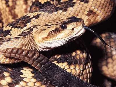  As cobras venenosas podem causar paralisia e insuficiência renal