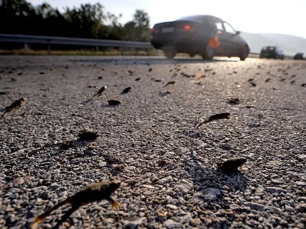  Centenas de sapos pulam ao atravessar uma rodovia na Cidade de Egnatia, no norte do país