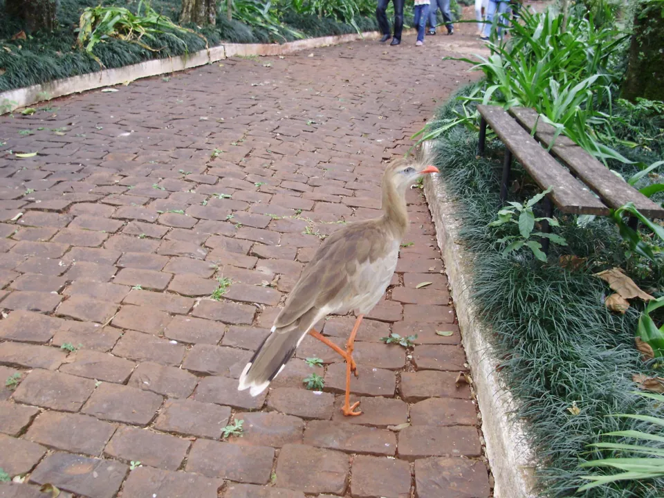 Seriema no Parque das Aves, em Apucarana