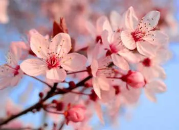  Existem mais de 3 mil espécies de cerejeiras