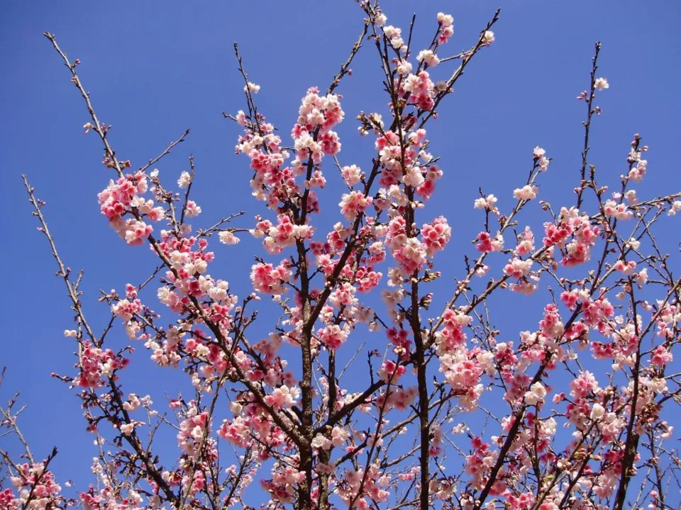  Florada de Cerejeira em quintal na cidade de Apucarana