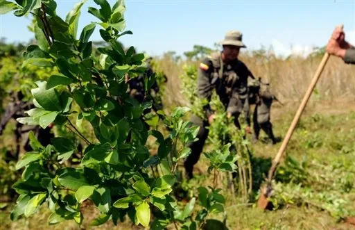  Cultivo da folha de coca cresce no Peru e na Bolívia