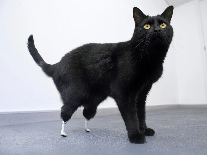  Oscar é o priemiro gatinho com pernas mecânicas