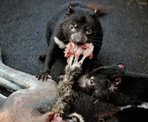  Dois filhotes de diabo-da-tasmânia comem carne de canguru no Centro de Procriação 