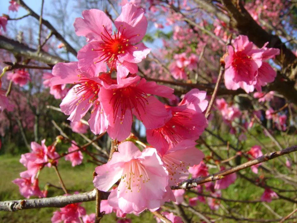 Flores da cerejeira simbolizam fartura e sorte no amor