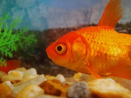  Pesquisador descobriu que várias espécies de peixe se comunicam; uma das exceções é o peixe dourado, que não emite qualquer tipo de som