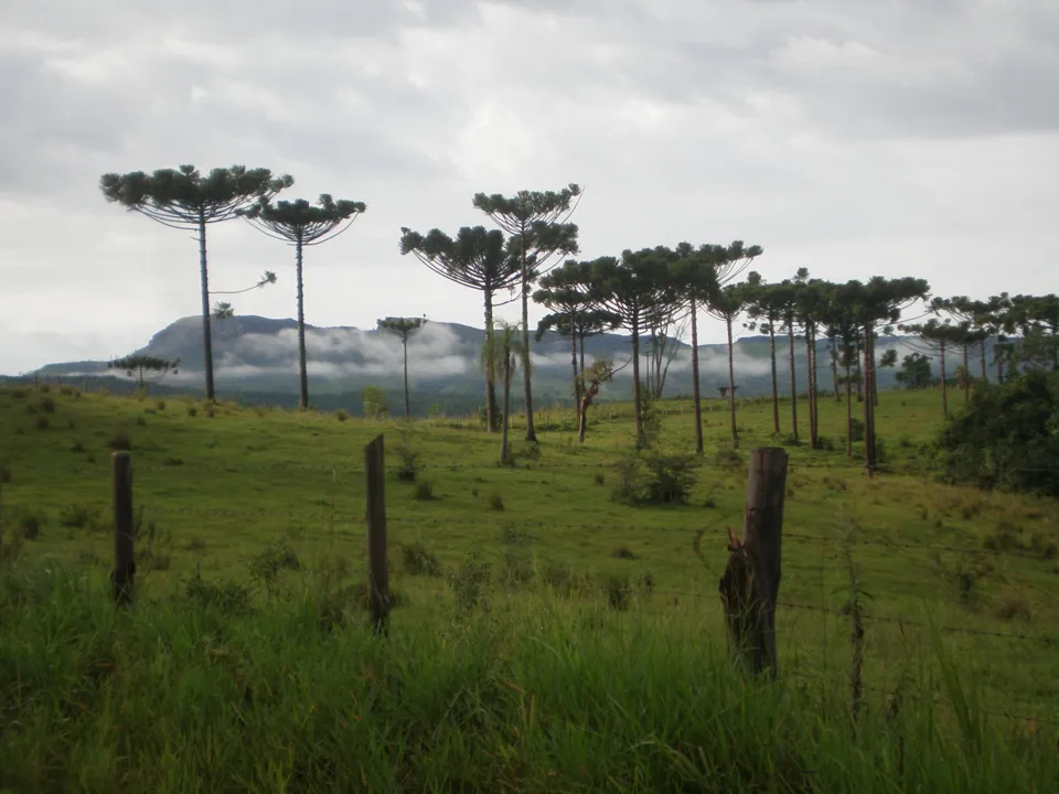 Pinheiros do Paraná  na  Serra do Cadeado
