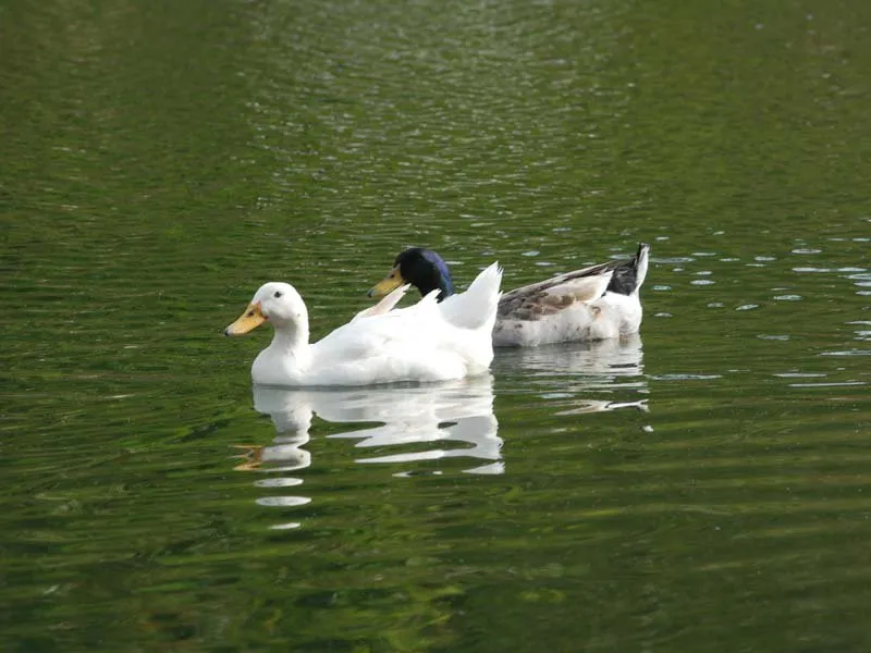 Patos aproveitam a tranquilidade do lago para nadar