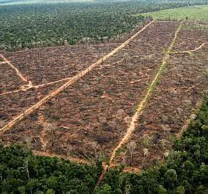  Apesar da queda do desmatamento, Brasil ainda é o país com maiores perdas florestais no mundo