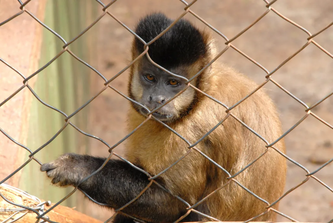  Primata lança olhar sereno aos visitantes