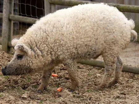  Todo mundo quer tirar agora um pelo do porco-ovelha na Inglaterra