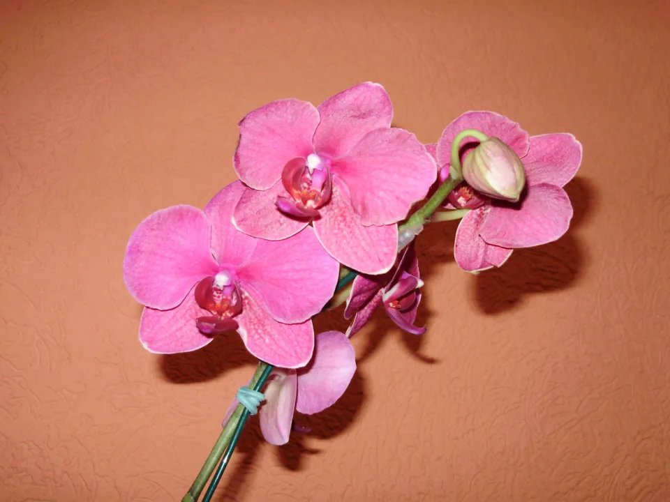  Em sintonia com a natureza orquídea floresce e esbanja beleza