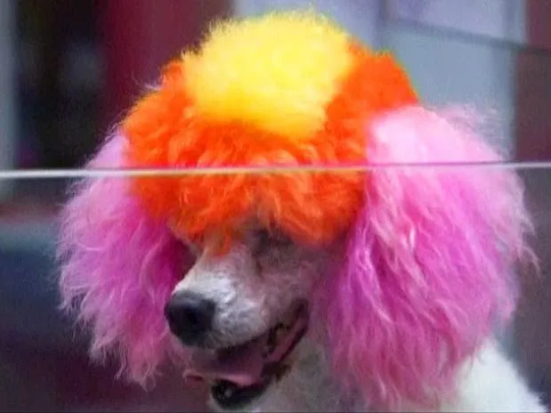  Loja em Pequim que colore cães diz só usar tintura natural, que seria inofensiva aos animais