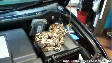  Cobra foi encontrada no motor do carro