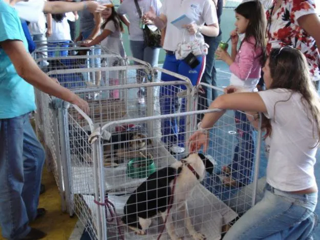  Todos os animais para doação são desvermifugados