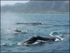  Jovem surfou em baleia-franca como essa, que pode pesar até 8 toneladas