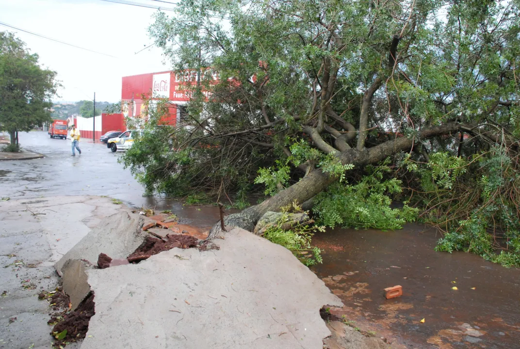  Chuvas com ventos fortes derrubaram 14 árvores