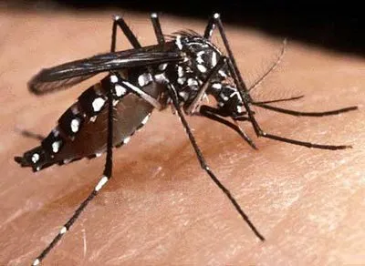  Aedes aegipty é o mosquito transmissor da dengue; Secretaria de Estado da Saúde do Paraná divulgou o nono boletim sobre a doença em 2010 