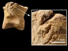  O tiranossauro era o único carnívoro que poderia fazer essas marcas em ossos.