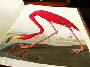 Ilustração da obra "Aves da América"