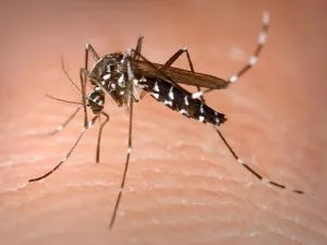  Mosquito Aedes albopictus, que transmite a dengue e a chikungunya - Foto: TNONLINE