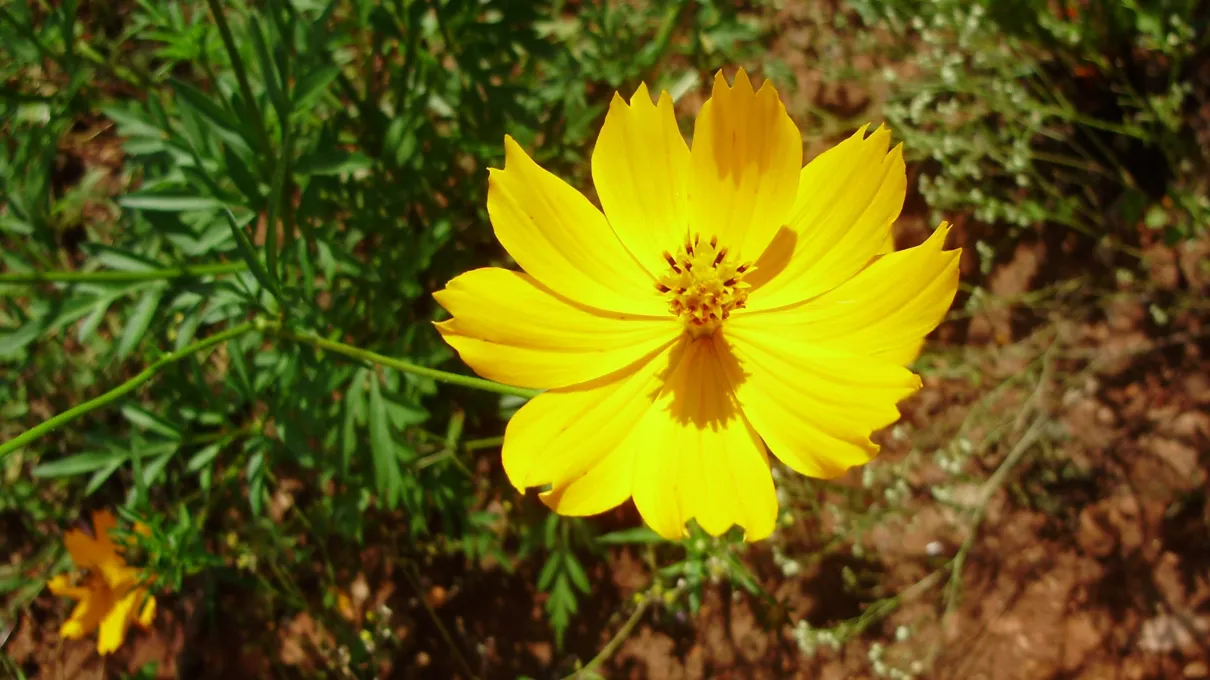  Flor em terreno baldio tem colorido realçado pelo sol
