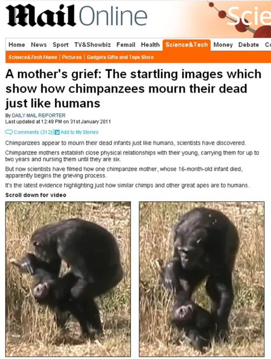 Luto da chimpanzé fêmea foi filmado por pesquisadores alemães