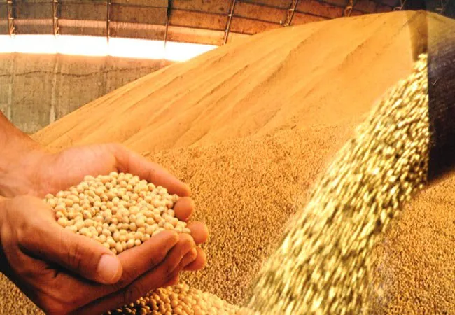  Produção de grãos no Paraná aumentou  2,6%