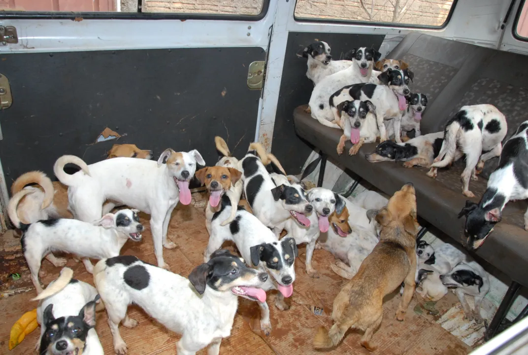 Kombi lotada de cachorros: animais vão para adoção
