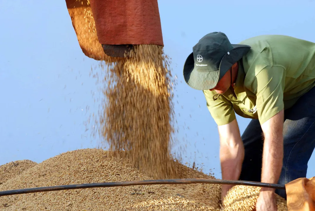 Soja teve maior crescimento, com acréscimo de 7,4% na área plantada, passando de 27,7 milhões para 29,8 milhões de hectares (Arquivo)