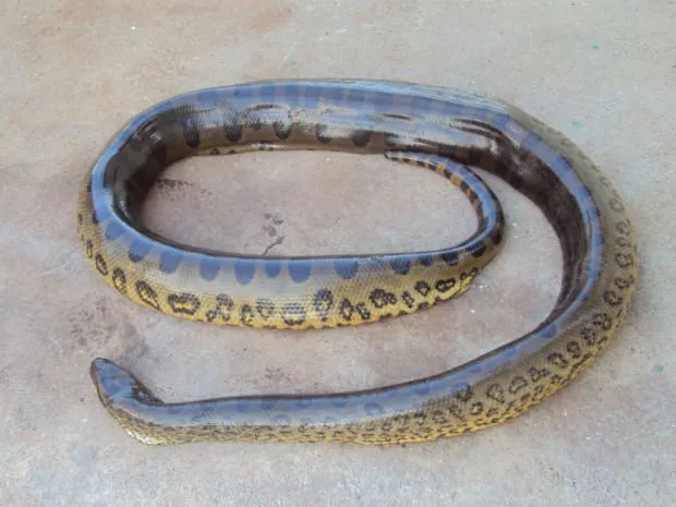 Cobra de três metros é encontrada por pescadores em Santa Helena