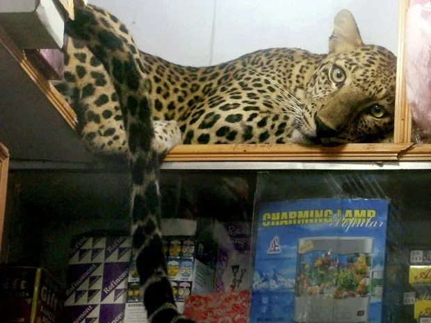 Leopardo invade loja na Índia e 'descansa' sobre prateleira