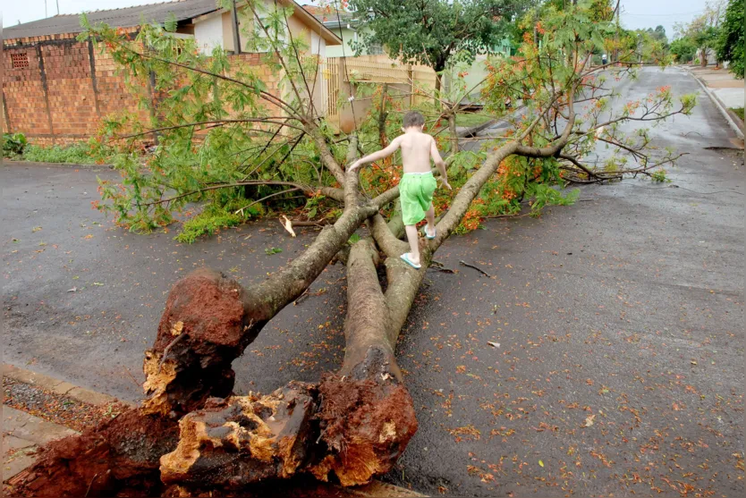  Tempestade destelhou casas, derrubou árvores e postes 