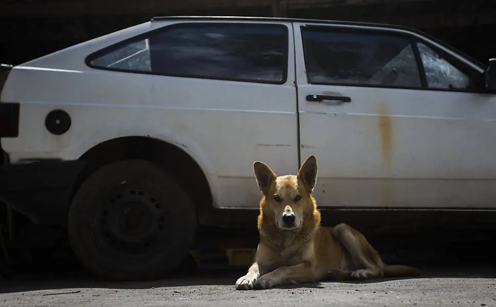 Há 4 meses, cão monta guarda, em vão, à espera do dono (Crédito da foto - Apu Gomes/Folhapress/.folha.uol.com.br)