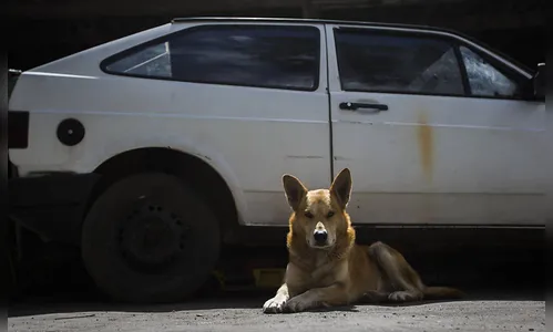 Há 4 meses, cão monta guarda, em vão, à espera do dono