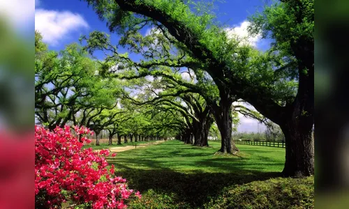 Primavera, a renovação da vida