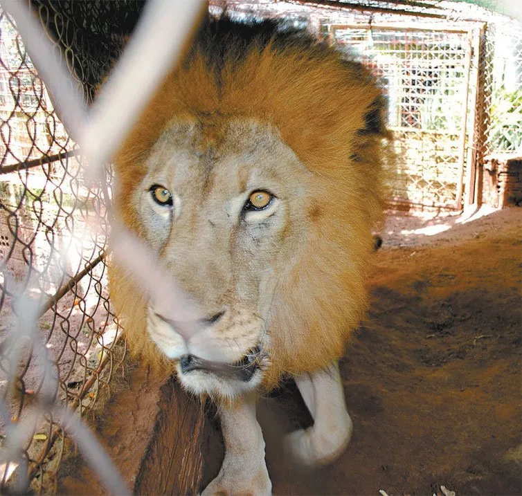Leão furtado em São Paulo é encontrado em Maringá