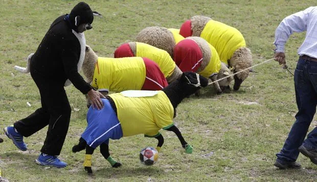 Com uniformes de Brasil e Colômbia, ovelhas disputam jogo de futebol