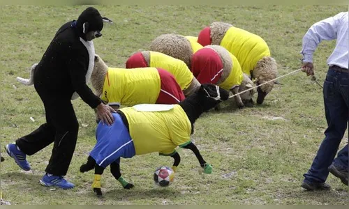 Com uniformes de Brasil e Colômbia, ovelhas disputam jogo de futebol
