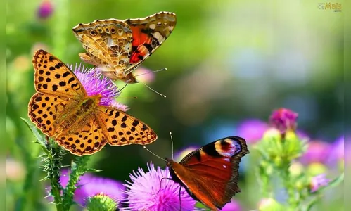 Primavera: A estação mais bela do ano