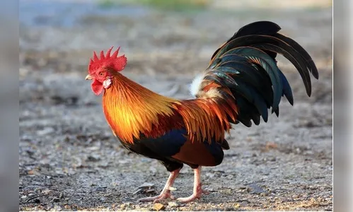 Cego tem galo de estimação furtado em Faxinal