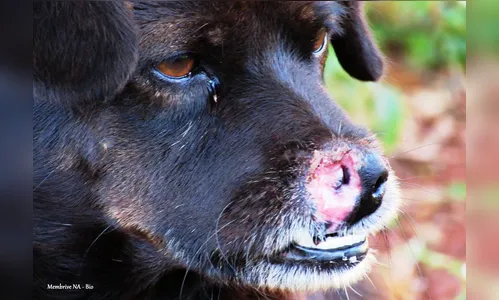 Biólogo faz estudo da leishmaniose em Arapongas
