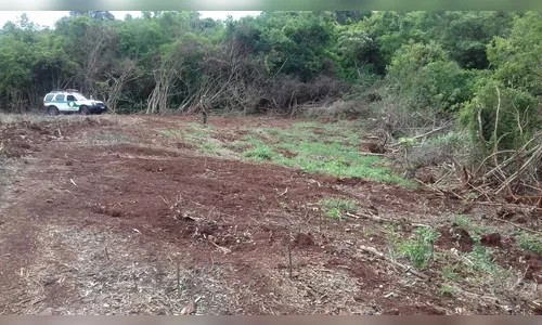 Polícia investiga destruição de vegetação nativa em Ivaiporã