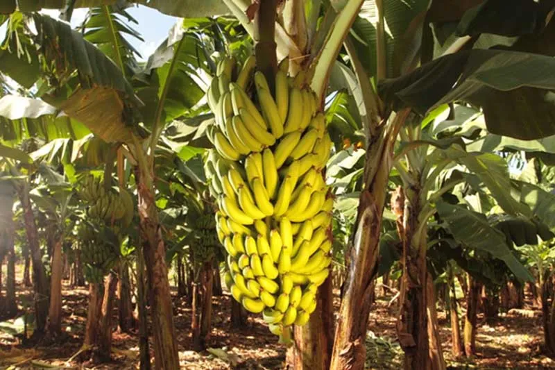 Participantes vão visitar propriedades rurais do município com cultivo de banana dentre outros. Foto: Divulgação