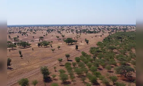 Países africanos constrõem muralha de árvores
