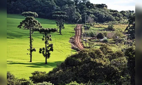 Ivaiporã quer incentivar preservação de araucárias