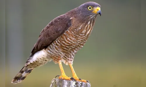 Pesquisadores da UEL monitoram aves e biodiversidade em florestas