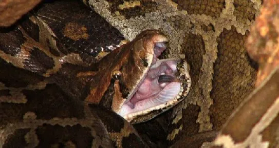 Medo de cobras e aranhas é evolutivo ou congênito? - Foto: Arquivo/imagem ilustrativa