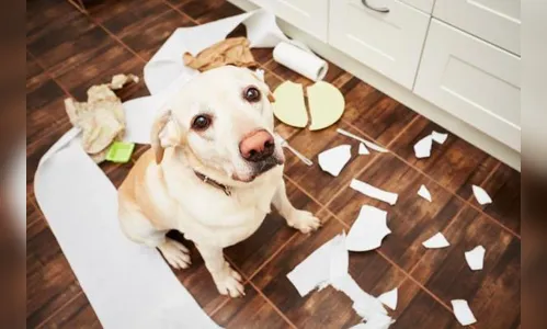 Saiba como deixar seu cão mais comportado